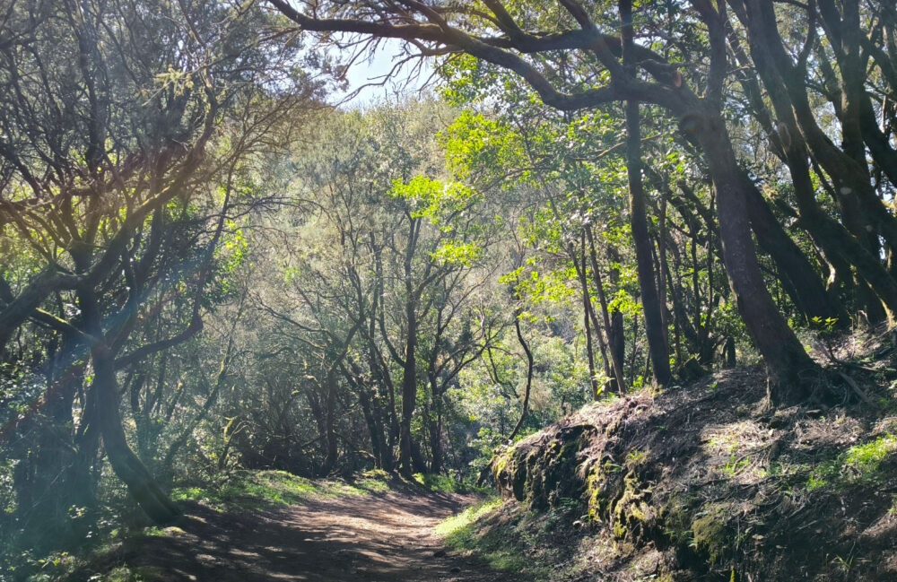 Parco Nazionale Garayonay_la gomera