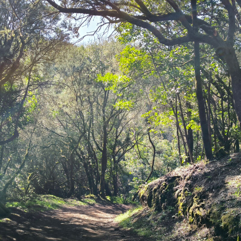 Parco Nazionale Garayonay_la gomera