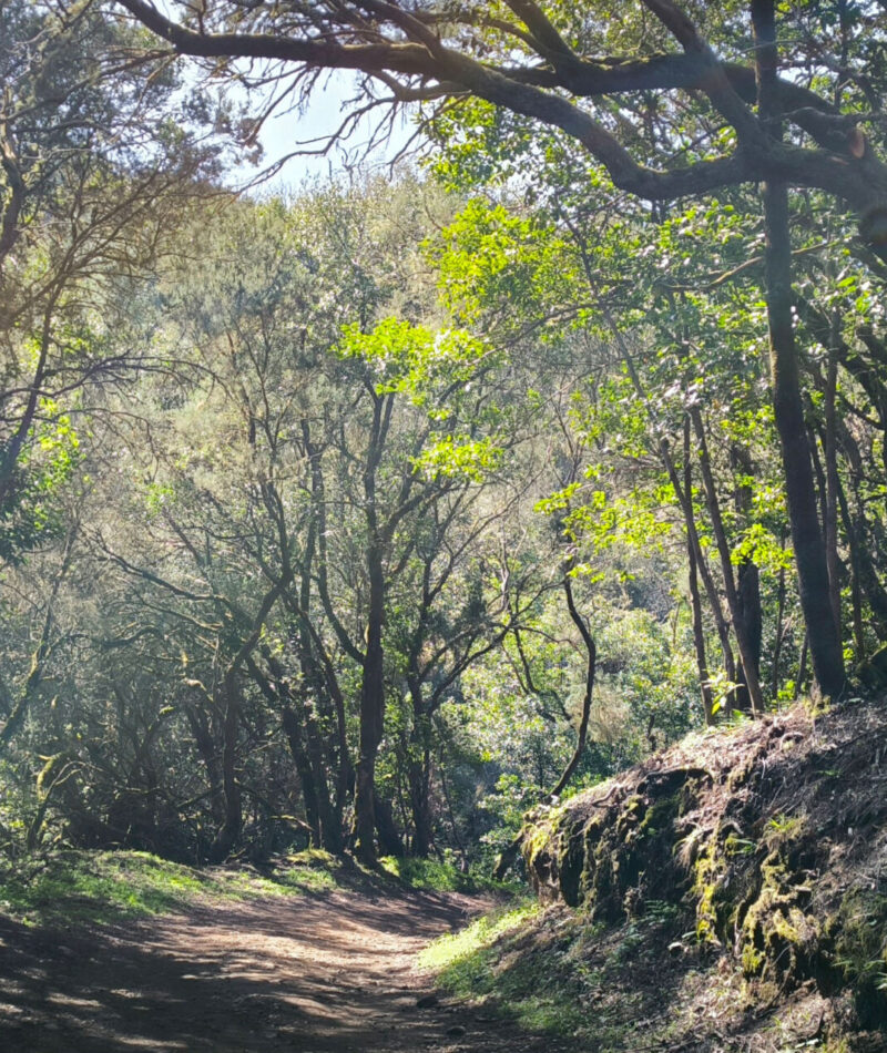 Parco Nazionale Garayonay_la gomera