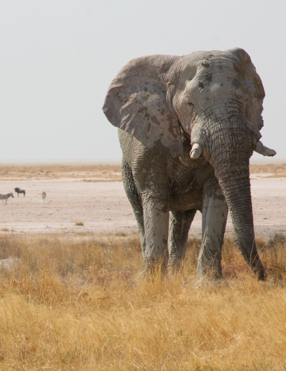 vert blocco 3 etoha_2