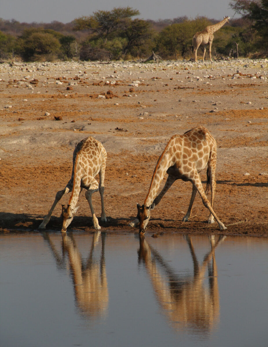 GIRAFFE ETOSHA PAN